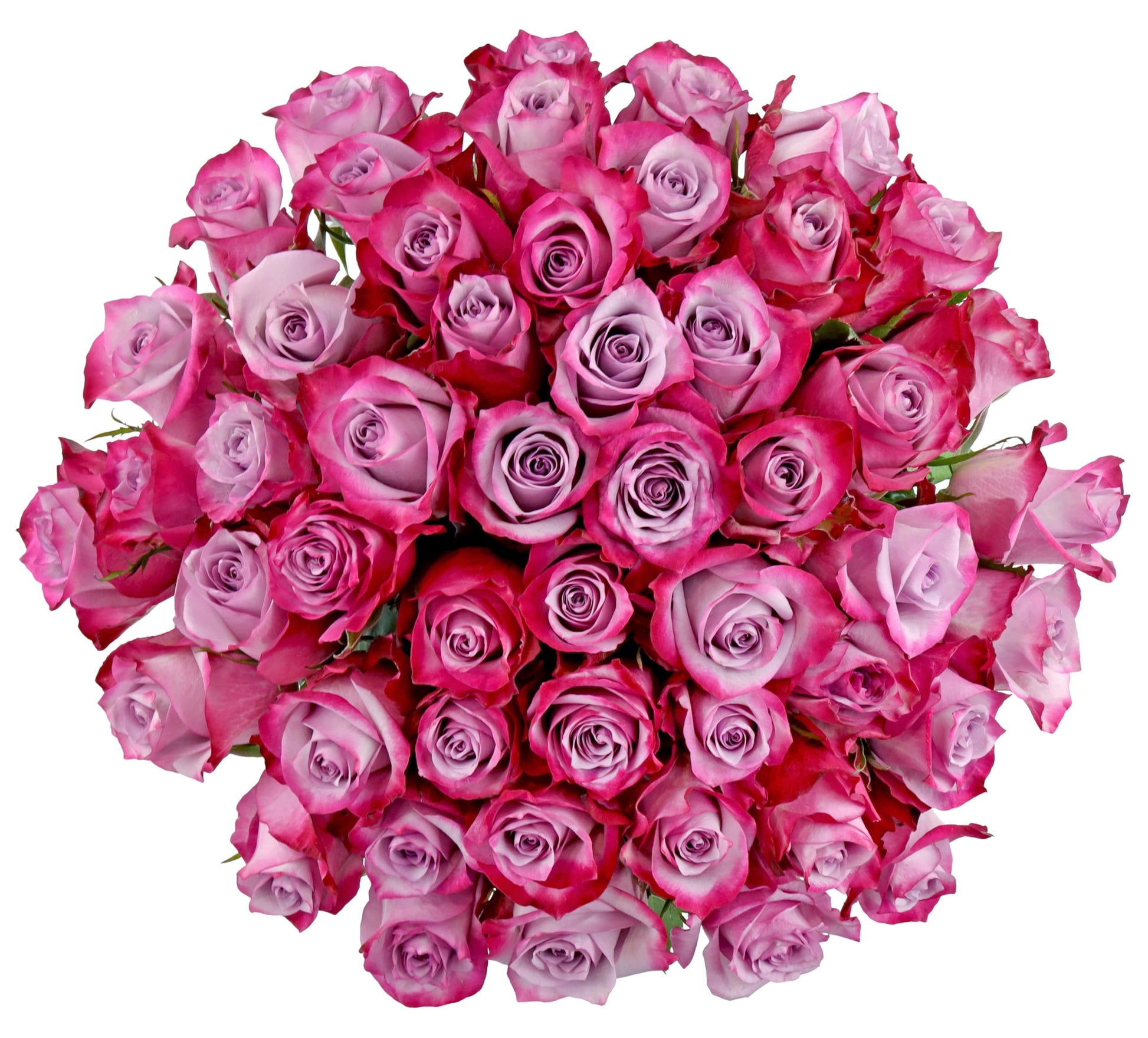 Benchmark Bouquets 50 Stem Premium Lavender Roses - 2 Bundles of 25, Fresh Flowers for Delivery, Model CB-972883