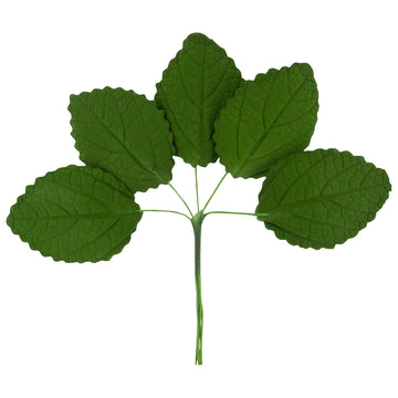 Global Sugar Art Hydrangea Leaves Sugar Cake Flowers Small Green, 30 Count by Chef Alan Tetreault