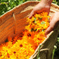 Calendula Petals - Pure Dried Marigold Flower Petals - Vegan | Gluten Free | Non-Gmo | No Sugar Added - Net Weight: 0.35Oz / 10G