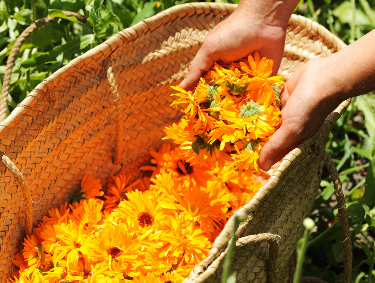 Calendula Petals - Pure Dried Marigold Flower Petals - Vegan | Gluten Free | Non-Gmo | No Sugar Added - Net Weight: 0.35Oz / 10G