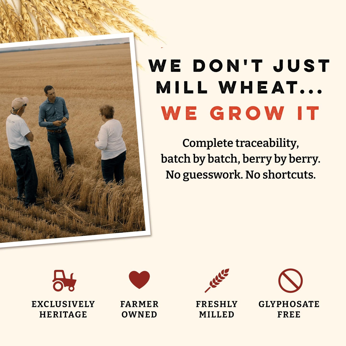 Sunrise Flour Mill Organic Hard Red Wheat Berries 25 LB - Non-GMO, Unprocessed, Vegan, Kosher, Shelf-Stable Whole Wheat