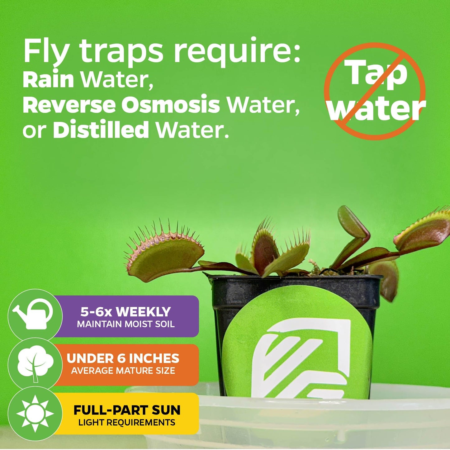 King Henry Venus Fly Trap Live Plant - Dionaea Muscipula By Wellspring Gardens - Carnivorous Plant - Indoor Plant - Unique Garde