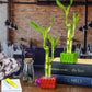 Set Of Ten Live Lucky Bamboo 2 Stalk Arrangements In Red Square Ceramic Planters - Inch Lucky Bamboo Indoor Potted House Plants