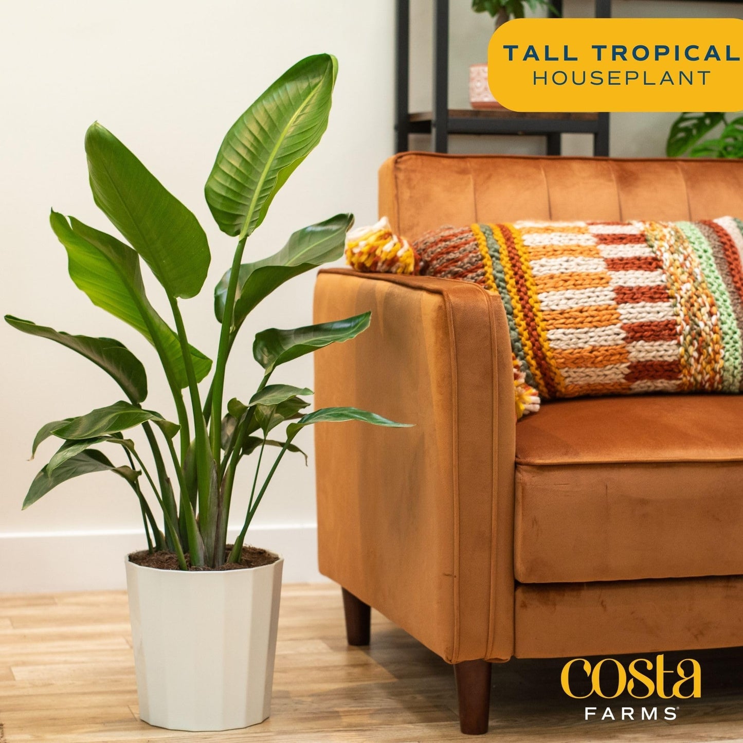 Costa Farms White Bird of Paradise, Strelitzia nicolai, Live Indoor Plant in D  cor Planter Pot, Air-Purifying Tropical Housepla