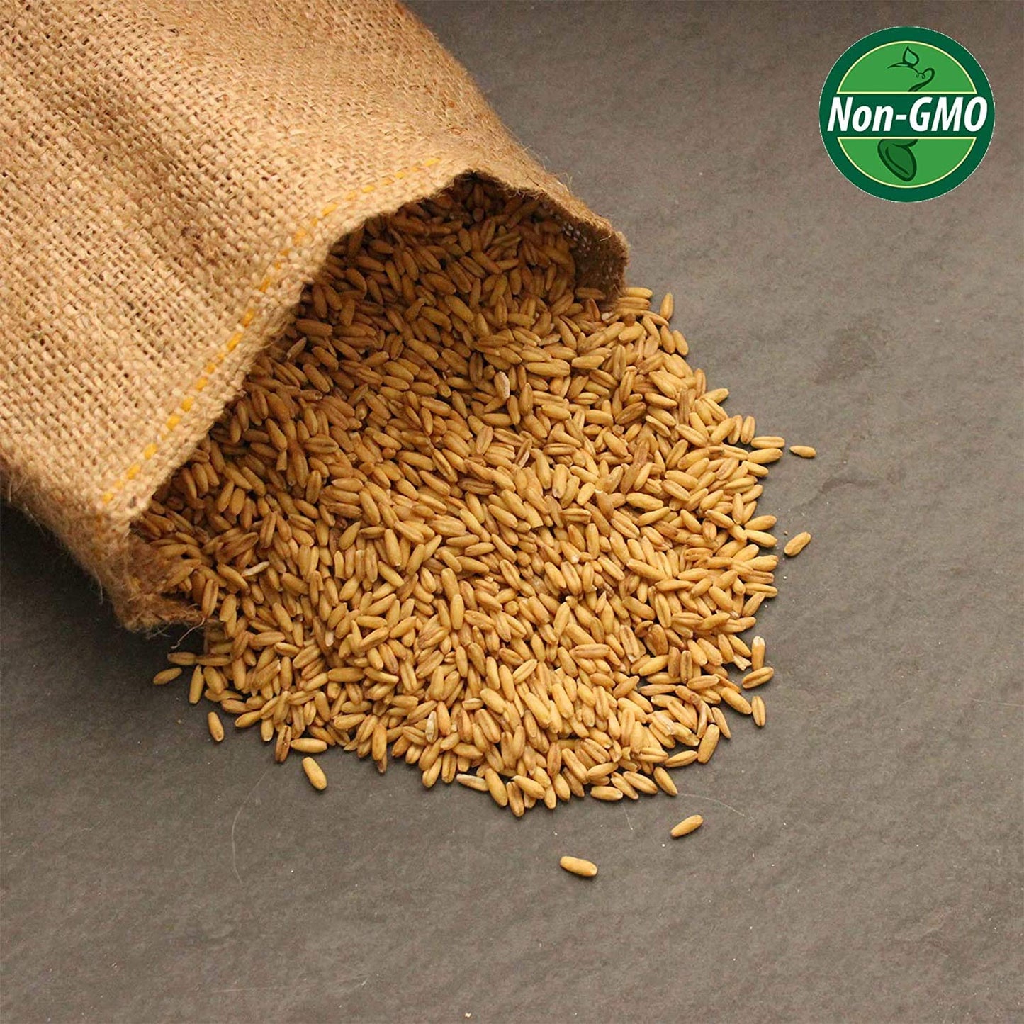 Organic Non-GMO Whole Oat Grain Seeds (With Husk Intact)- 1 Lb Re-Sealable Pouch- Oats Seed Grains, for Sprouting, Oat Grass, An