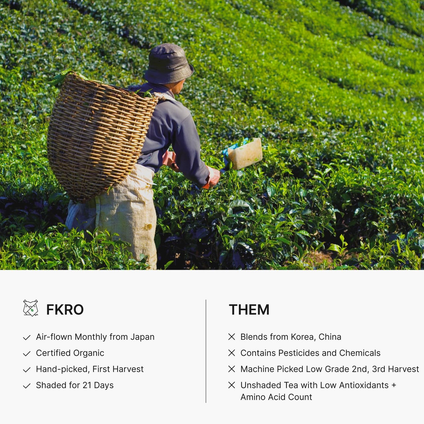 FKRO Organic Ceremonial Grade Matcha Green Tea Powder | 1st Harvest  Single Origin  Single Saemidori Cultivar | Flown in Fresh from Japan Every Month (30g/1.06oz) Tin
