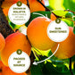 Happy Village Organic Turkish Sun-Dried Apricots, 20 Oz Resealable Bag, No Added Sugar Dried Fruit, Usda Organic, Non-Gmo, Koshe