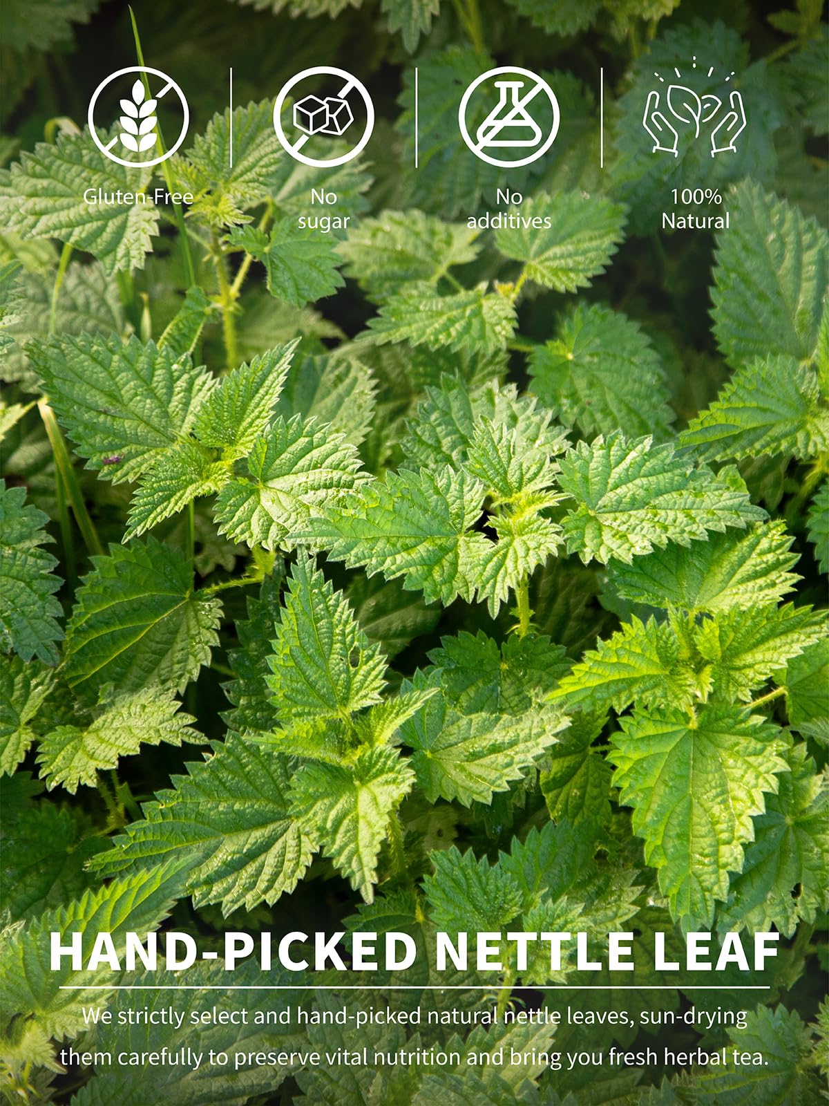 TeeLux Nettle Leaf Tea Bags, Caffeine Free Herbal Tea, Mild & Smooth Taste, 100 Count