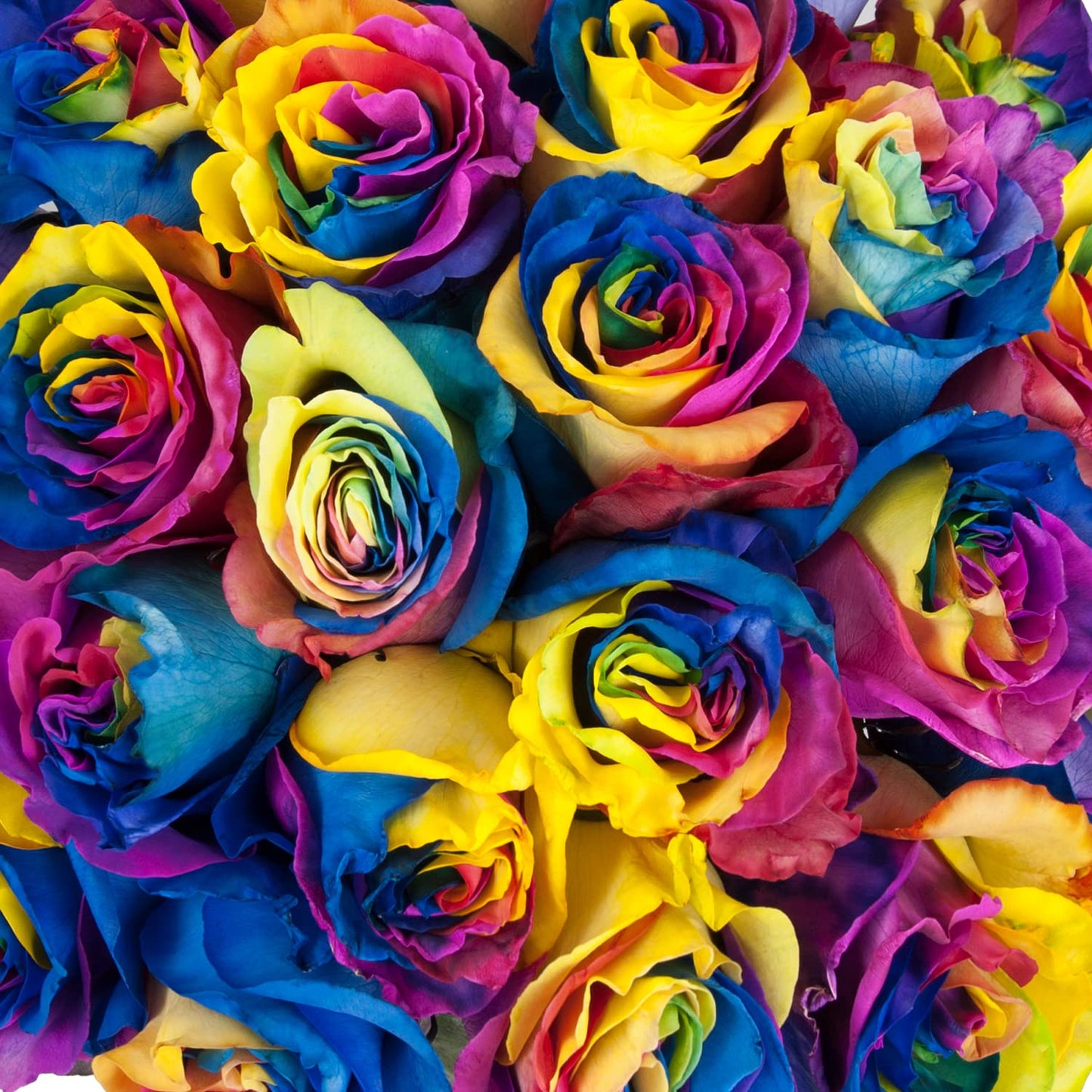 Blommingmore | Fresh Cut Flowers | Natural Tinted Rainbow Roses | 25 Stems - 20 In | Home, Office, Wedding Decor, Diy, Party Eve