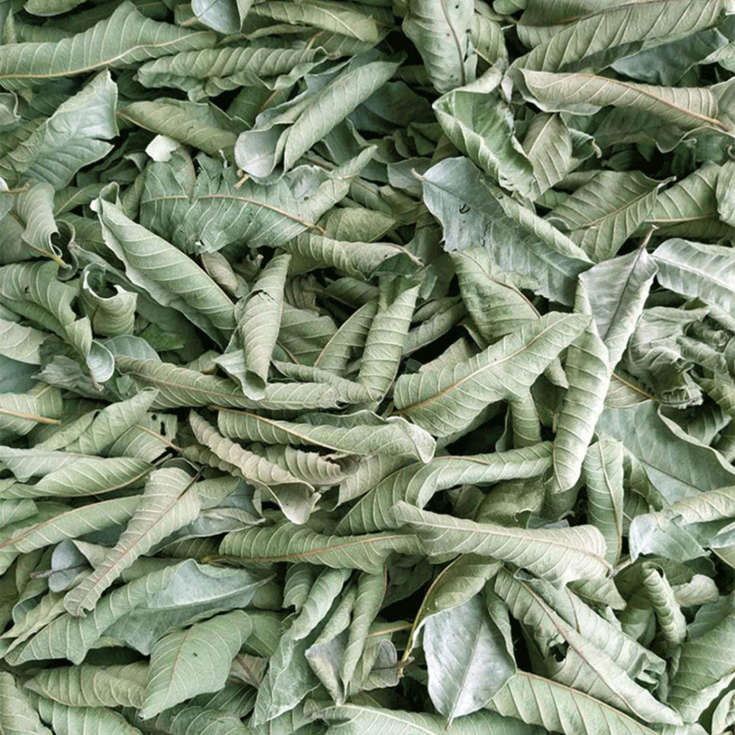 Whole Guava Leaves Tea, Guava Herbal Loose Leaf Tea, 2.0 Ounces, 100% Nature