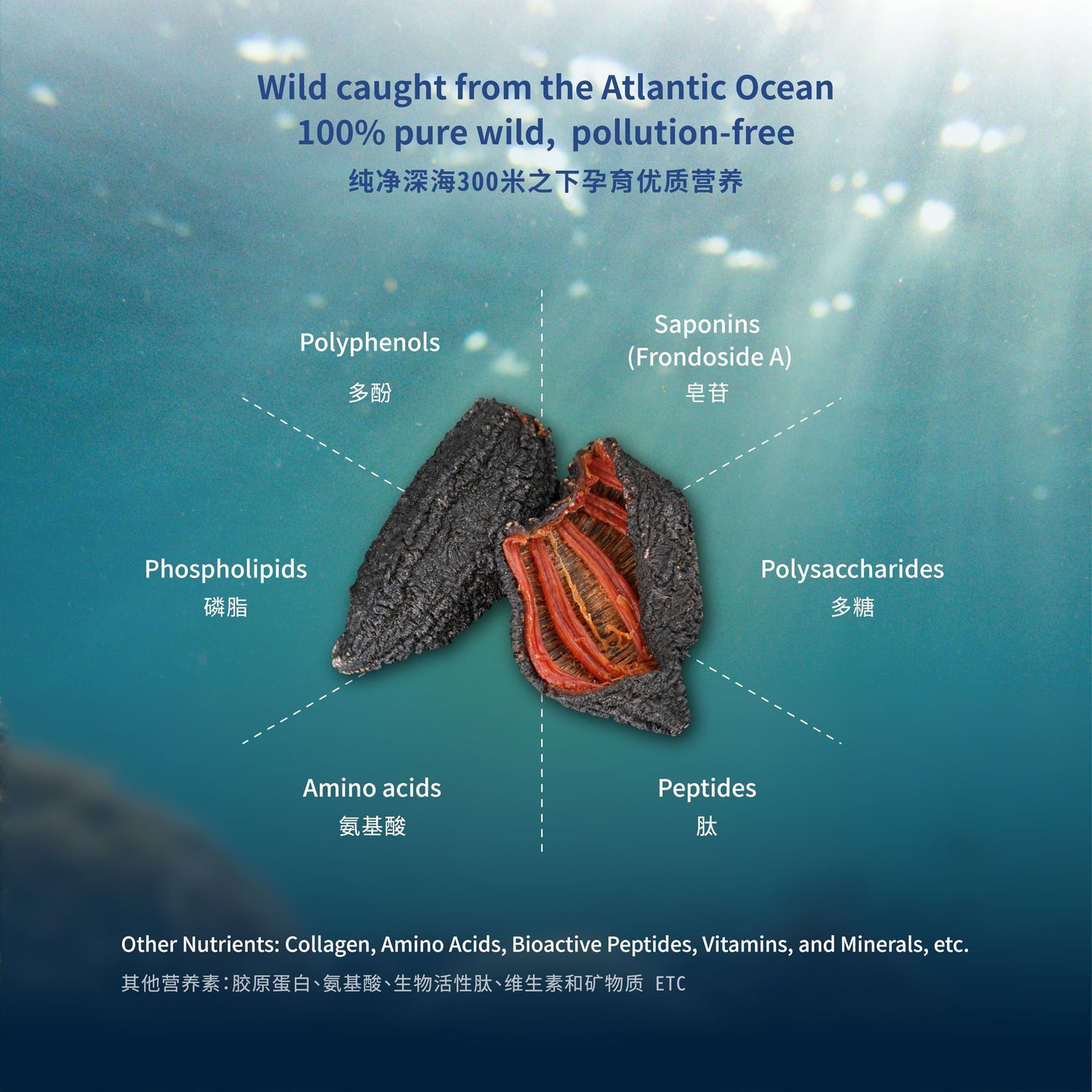 ROSALYN Premium Atlantic Canada Wild Caught Sea Cucumber Dried - Butterfly Cut - 454g (16oz) - Canadian Certified