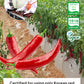 Korean Food 100% Korean Chili Powder Bundle - Fine (3.53Oz / 100G) & Coarse (3.53Oz / 100G) Red Pepper Powder For Soups, Stir-Fr