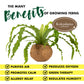 Better-Gro 17    Hanging Kokodama With Birds Nest Fern - Biodegradable, Natural Planter For Indoor/Outdoor Spaces, Sustainable H