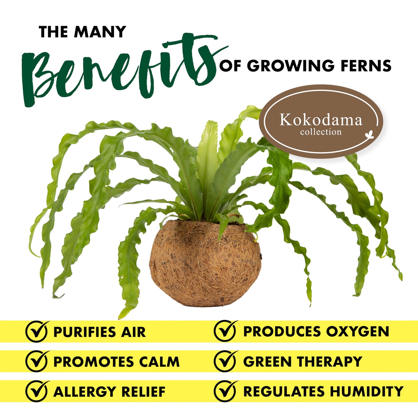 Better-Gro 17    Hanging Kokodama With Birds Nest Fern - Biodegradable, Natural Planter For Indoor/Outdoor Spaces, Sustainable H
