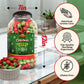 Stonehedge Farms Christmas Kettle Corn - 26 Ounce Barrel - Deliciously Old Fashioned - Red, And Green Popcorn