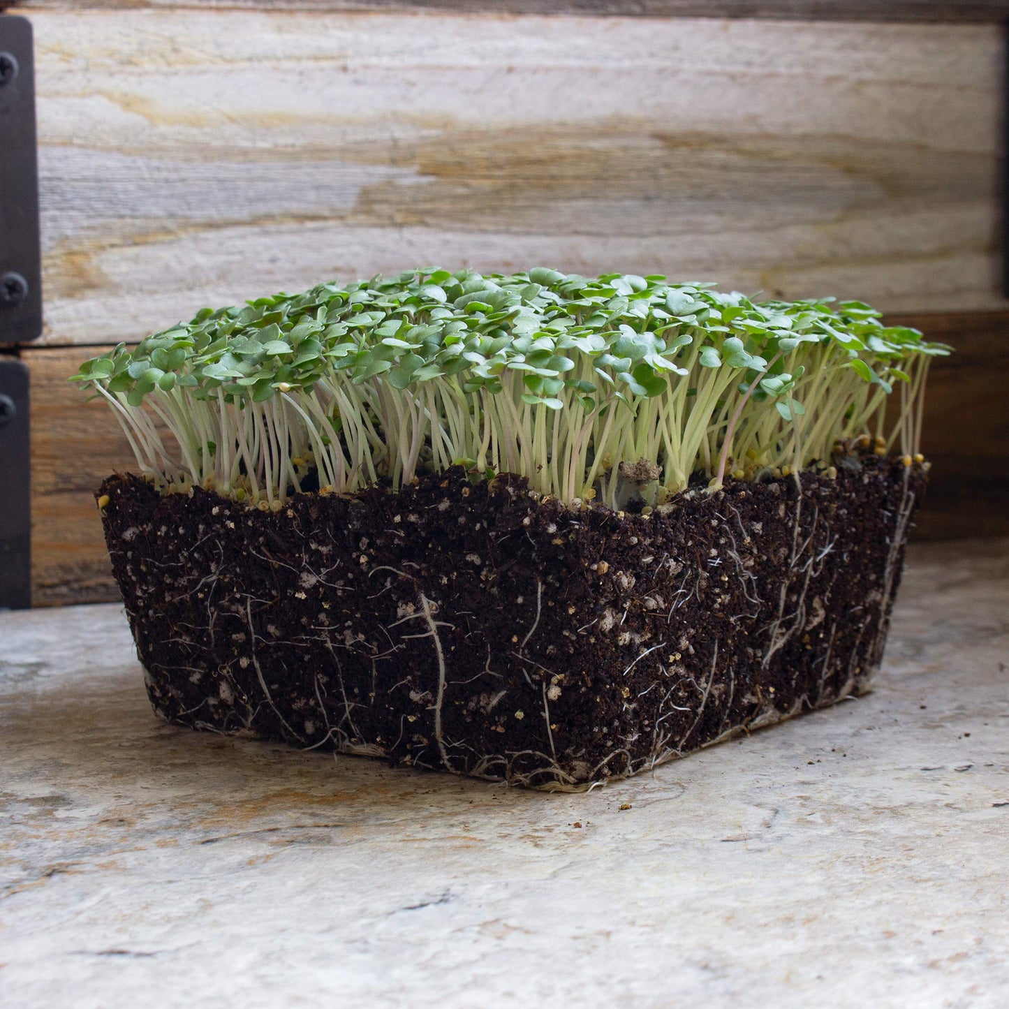 Yellow Mustard Microgreens Seeds - 1 Lb ~192,000 Seeds - Non-Gmo - Mild Mustard Flavor Micro Greens & Baby Leaf