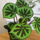 Begonia Masoniana Rock, Live Houseplant Decor In 6'' White Pot, Textured Leaves, Easy Botanical Gift, Iron Cross Houseplants, De