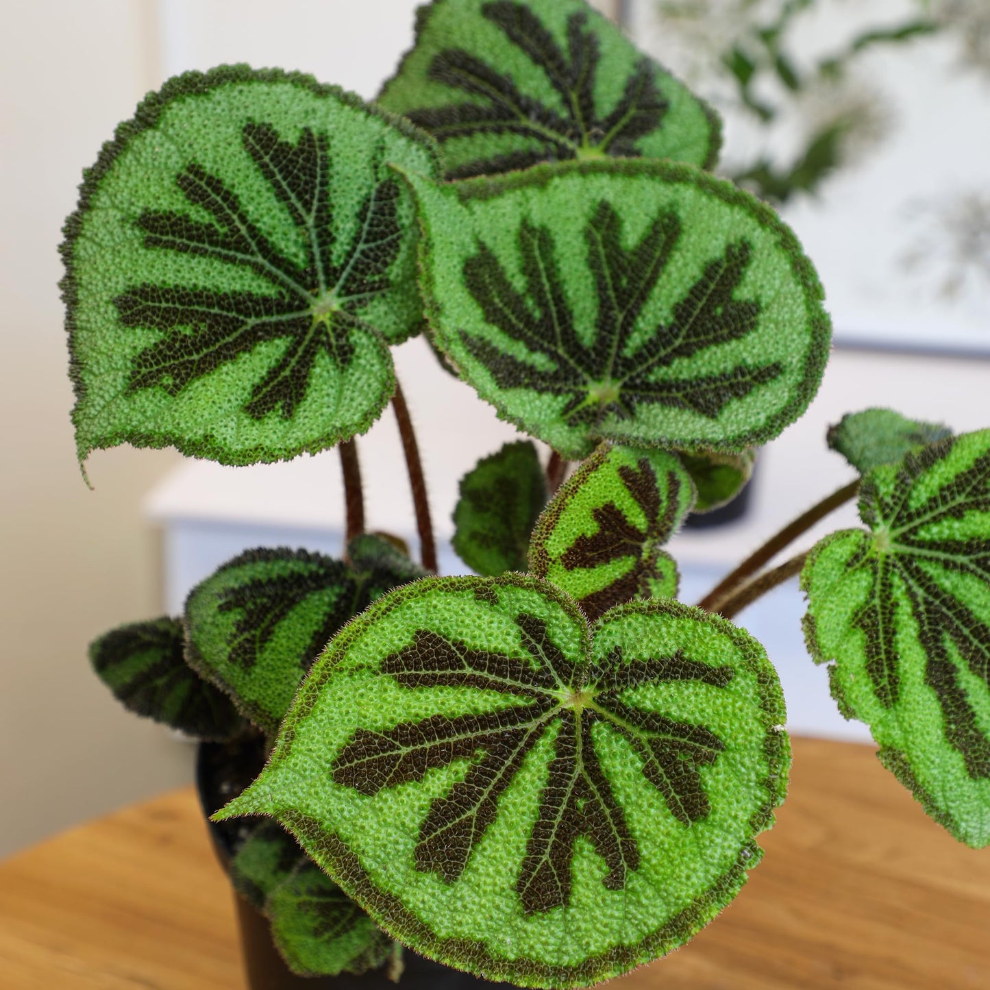 Begonia Masoniana Rock, Live Houseplant Decor In 6'' White Pot, Textured Leaves, Easy Botanical Gift, Iron Cross Houseplants, De