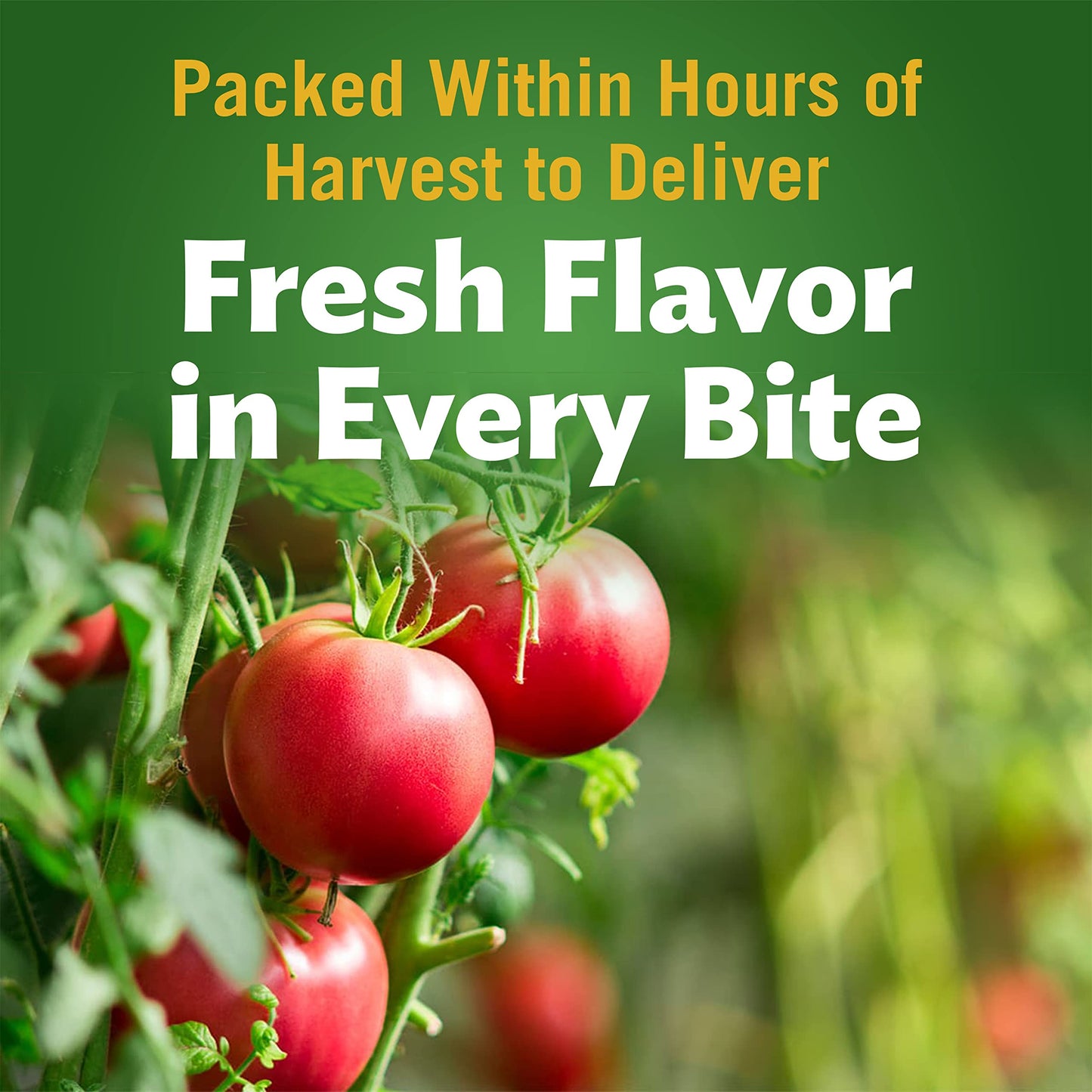 Del Monte Stewed Tomatoes Onion Celery & Green Peppers 14.5 Oz (Pack Of 24)