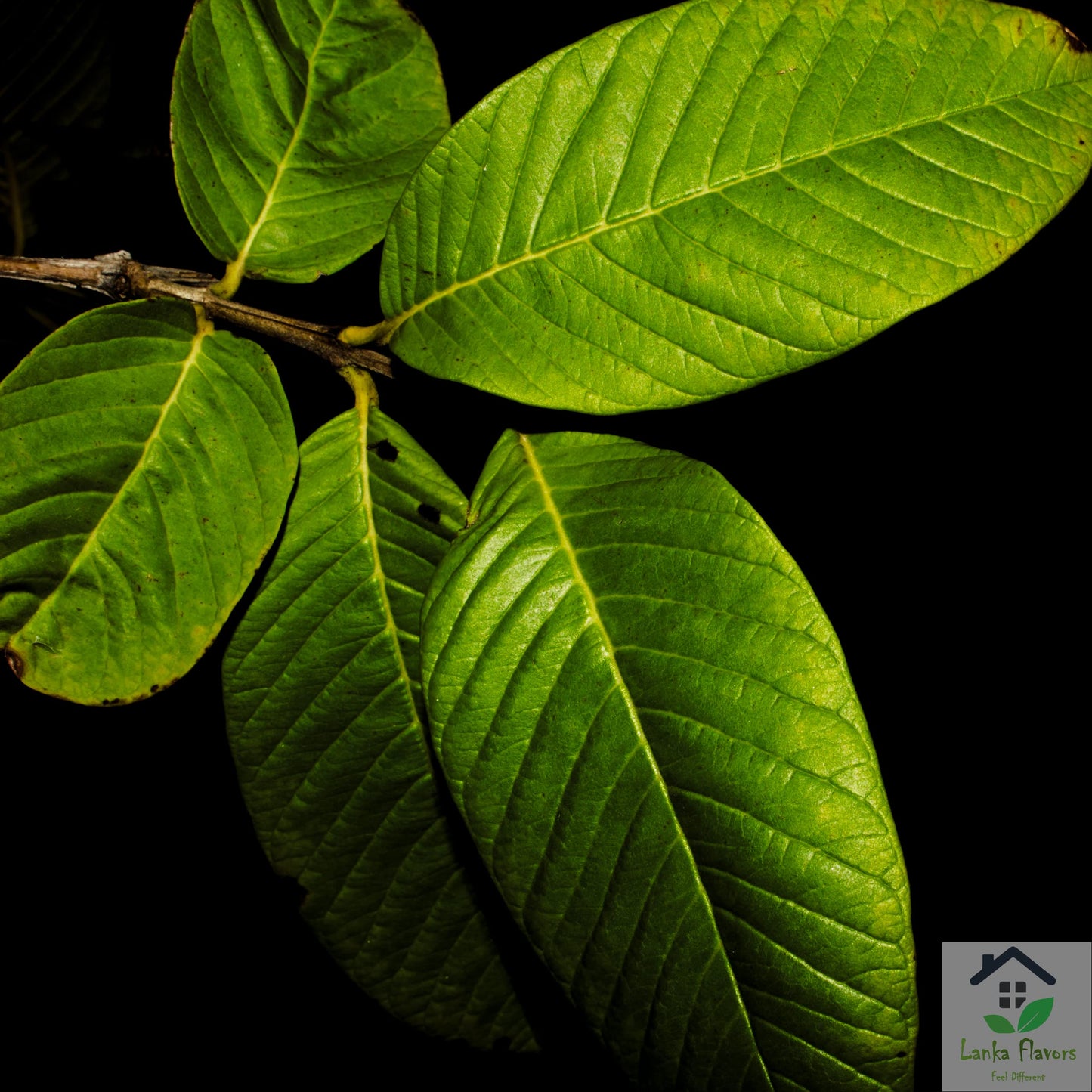 Lanka Flavors Feel Different Dried Guava Leaves Herbal Tea, Organic, 1 Oz (28g) - Natural Whole Leaf from Ceylon