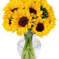 Benchmark Bouquets - 10 Stem Sunflowers (Glass Vase Included) - Fresh Flowers for Delivery - Gift for Graduation, Birthday, Anni