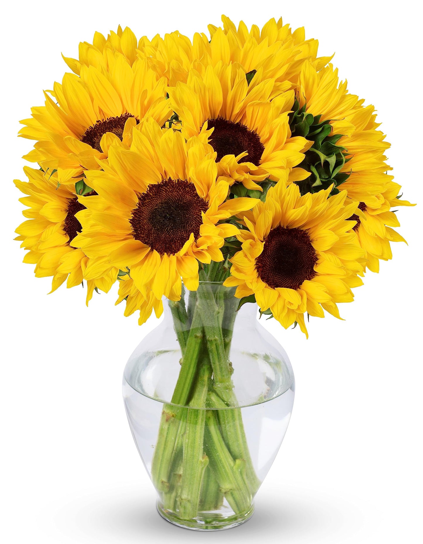 Benchmark Bouquets - 10 Stem Sunflowers (Glass Vase Included) - Fresh Flowers for Delivery - Gift for Graduation, Birthday, Anni