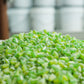 Butterfields Candy - Gourmet, Old-Fashioned Key Lime Buds Hard Candy | Gluten Free | Made With 100% Real, Pure Cane Sugar | Hand