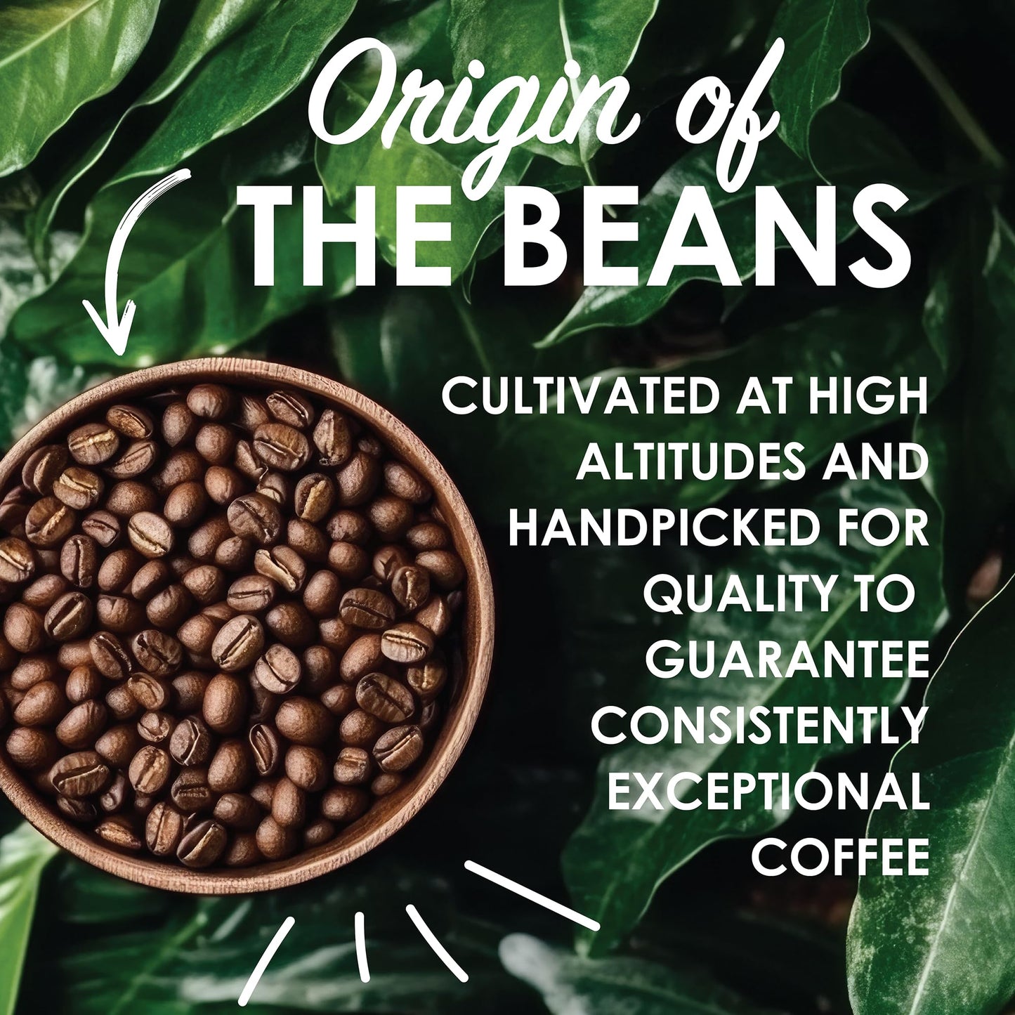 Magnum Exotics Organic Mexican Coffee - Medium Roast  Whole Bean  Low Acid  USDA Certified Organic - 2 lb (32 oz)