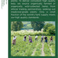 Traditional Medicinals Organic Lemon Balm Herbal Tea - 16 Bags per Pack, 0.85 Ounce (Pack of 6)