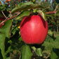Kauffman Orchards Fresh Pink Lady Apples, Hand-Picked, Non-Waxed, Box of 8 Apples