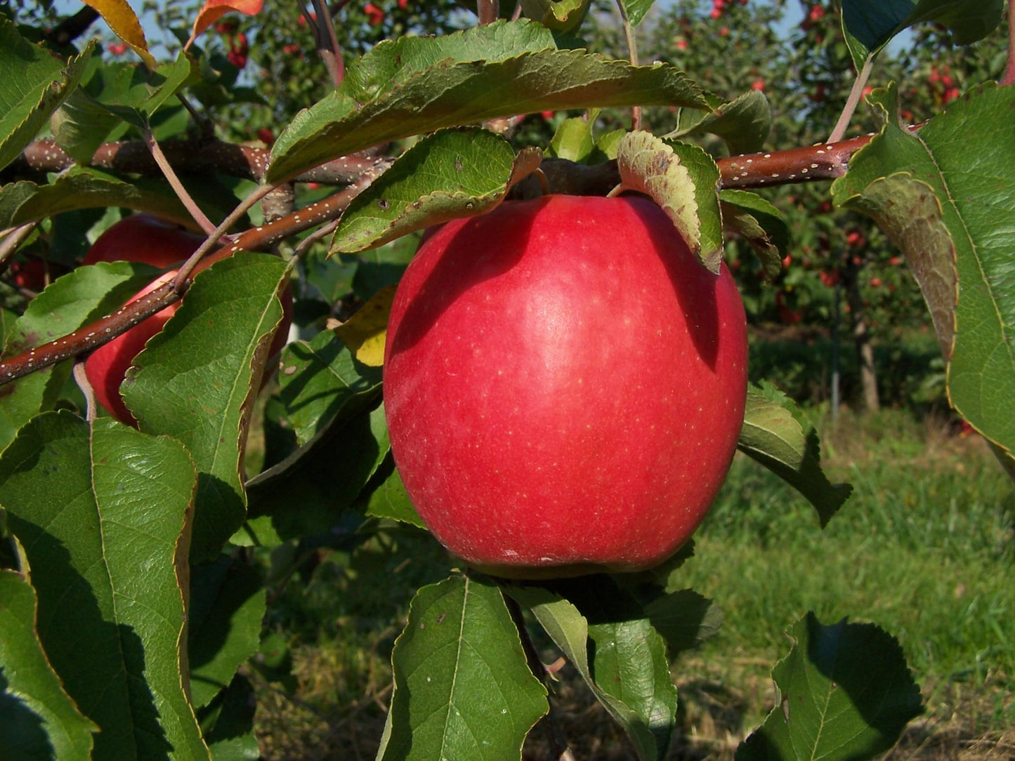Kauffman Orchards Fresh Pink Lady Apples, Hand-Picked, Non-Waxed, Box of 8 Apples