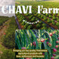 CHAVI Passion Dragon Pink Drink Mix - Natural Pitaya & Passion Fruit - 8 Ounce Superfood