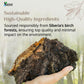 Sayan Chaga Mushroom Tea – 20 Unbleached Bags, Organic, Caffeine-Free, 1.05 Oz (30g), Immune & Digestion Support