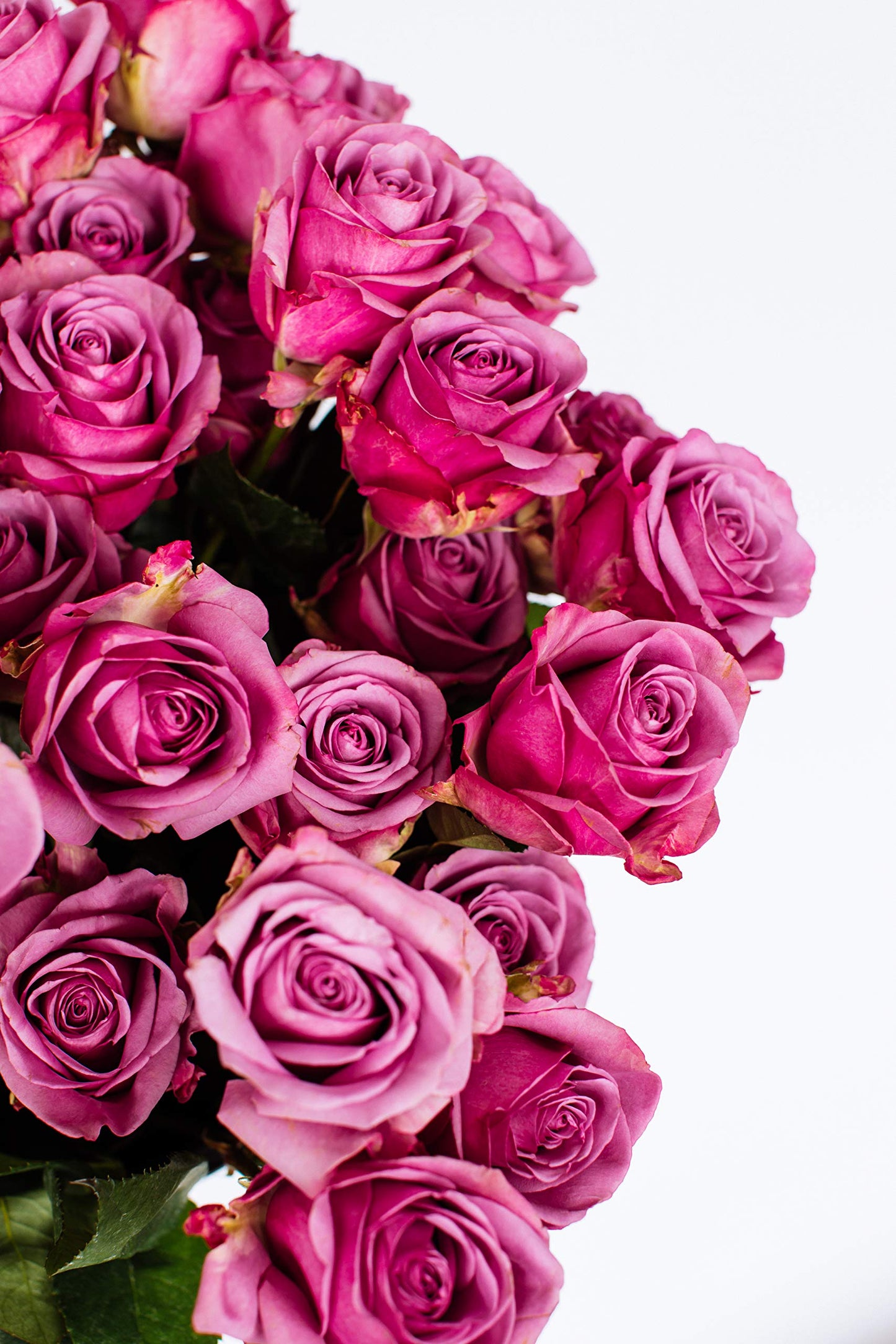 Benchmark Bouquets 50 Stem Premium Lavender Roses - 2 Bundles of 25, Fresh Flowers for Delivery, Model CB-972883