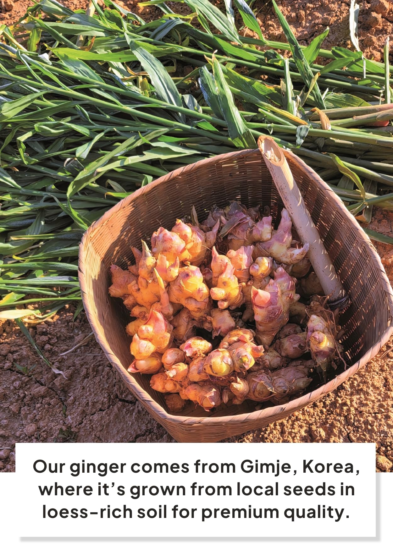 K FOOD Korean Food Ginger Juice Concentrate, Organic, 10.14 fl oz, No Sugar Added, Cold-Pressed from 1kg Ginger