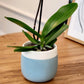 Large White Live Orchids Blooming In 5 Blue & White Orchid Pot, Pet Friendly Live Plant Gifts For Plant Lovers, Approx. 22+ Tall, Real Houseplants, Phalaenopsis Moth Flowers By Plants For Pets