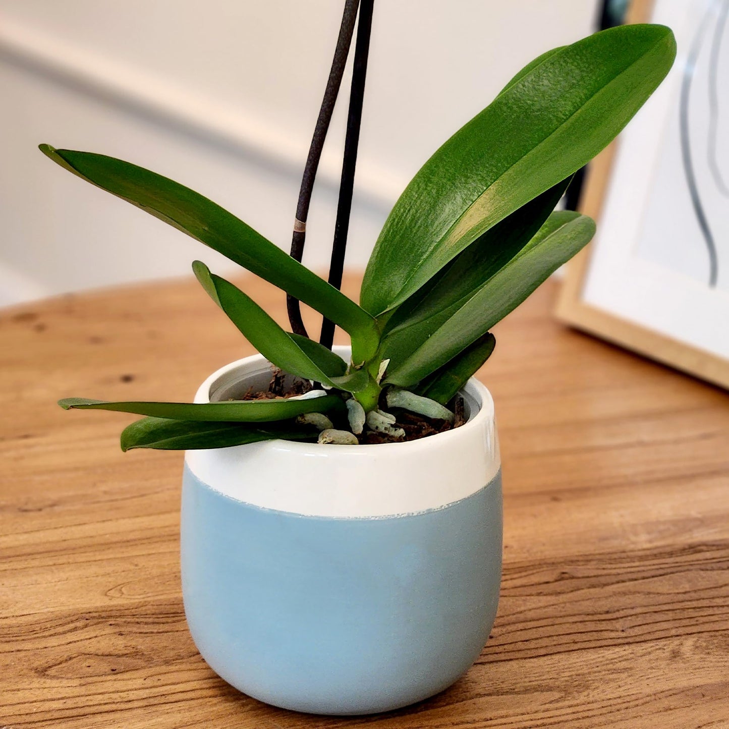 Large White Live Orchids Blooming In 5 Blue & White Orchid Pot, Pet Friendly Live Plant Gifts For Plant Lovers, Approx. 22+ Tall, Real Houseplants, Phalaenopsis Moth Flowers By Plants For Pets