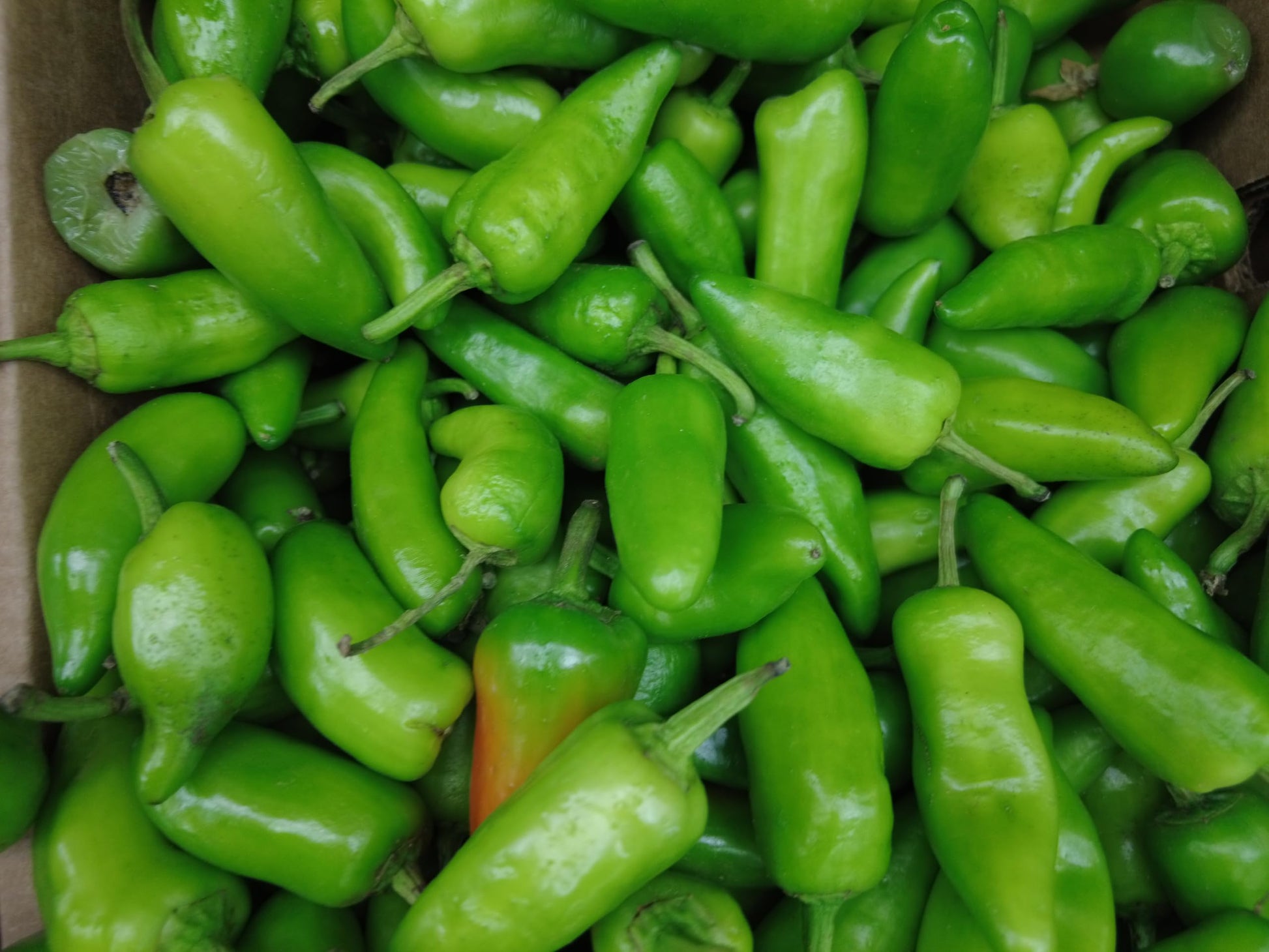 Fresh Organic Jalapeo Peppers by RawJoy Farms, 1 lb