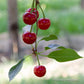 Country Spoon 100% Tart Cherry Juice (70+ Tart Cherries Per 8 oz) 12 Pack | Not from Concentrate, Single Ingredient Drink, Melat