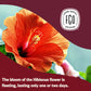 FGO Organic Hibiscus Herbal Tea  40 Count  Eco-Conscious Tea Bags  Caffeine Free (Pack of 1)