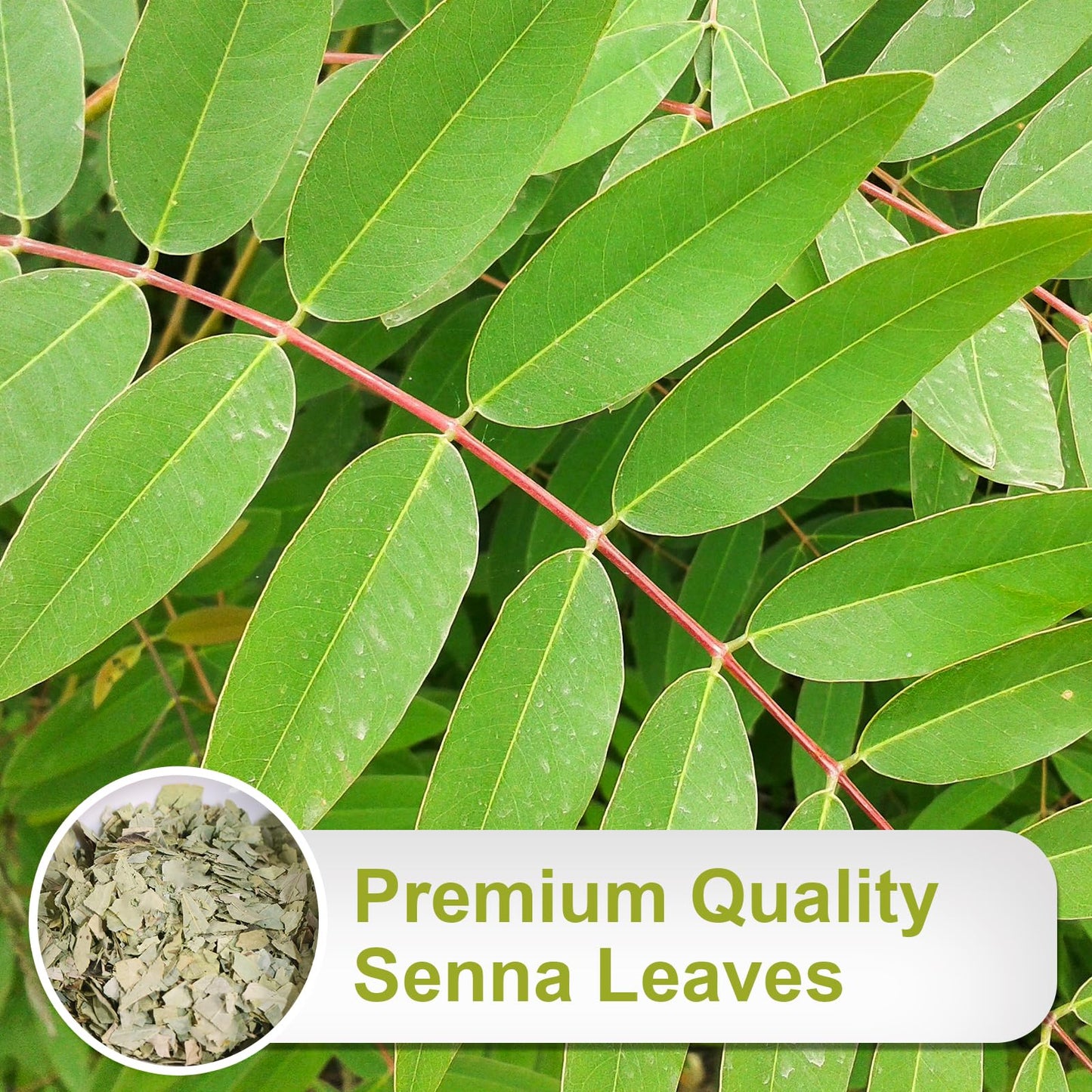TEARELAE Senna Tea Bags - Premium Indian Senna Leaves - 64 Count - Caffeine-Free, Non-GMO