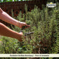Whole Rosemary Bunch, 1.4 Oz (40 G), Rosemary Stems, Fresh Grown In The Mountains Of Sicily, Italian, Sicilian Dried Rosemary Le