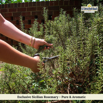 Whole Rosemary Bunch, 1.4 Oz (40 G), Rosemary Stems, Fresh Grown In The Mountains Of Sicily, Italian, Sicilian Dried Rosemary Le