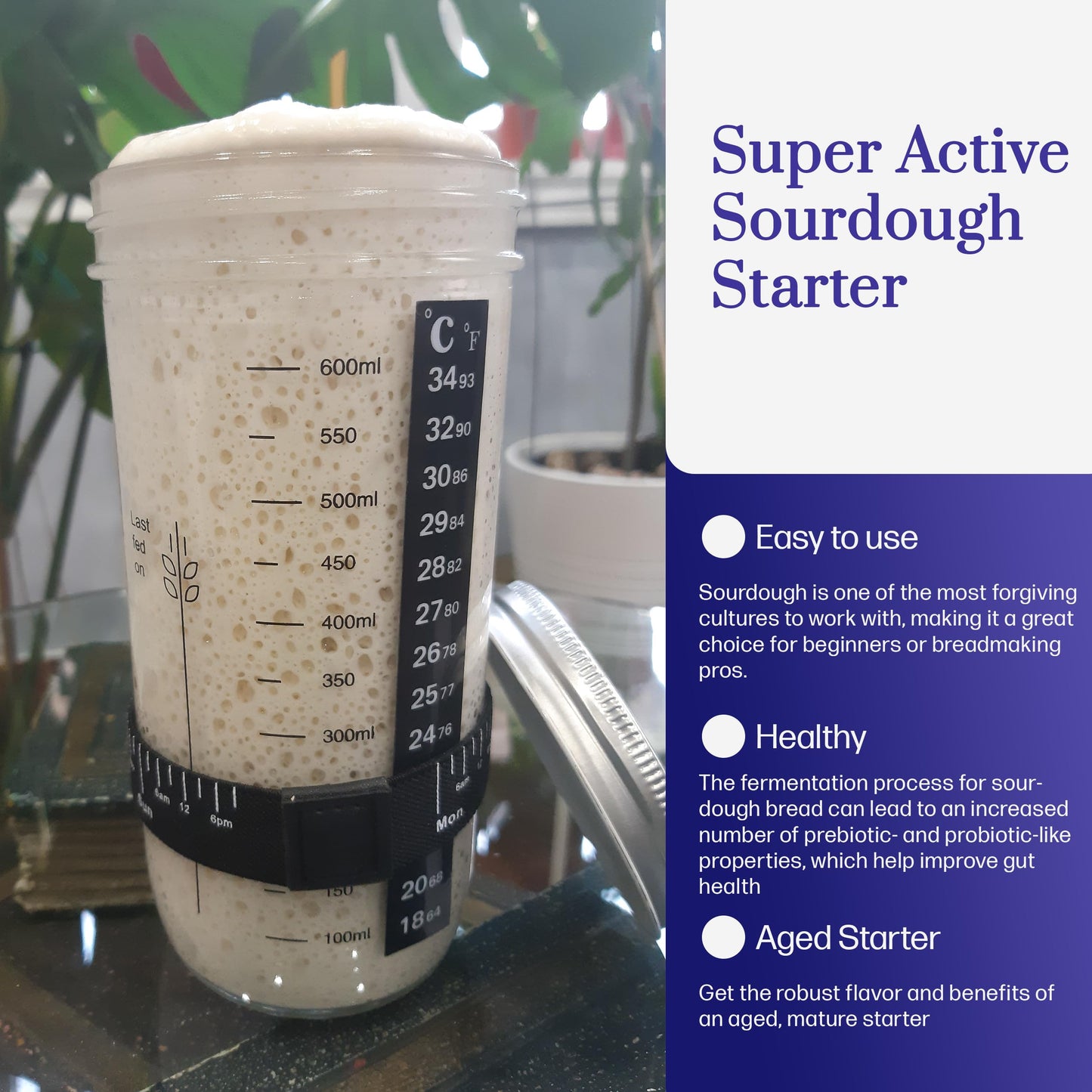 Captain Sourpants Mature Sourdough Starter Culture – Dehydrated Kit for Homemade Bread – 0.35 oz – All-Natural, Beginner Friendly