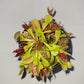 3 Small Venus Flytraps - Fly Trap - (Dionaea Muscipula) Carnivorous Plant 3 Inch Pot