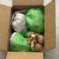 Organic Elephant Garlic Fresh Bulbs Seed. 2 pounds.. Gift Health Box with 4 Huge Units of Elephant Garlic.