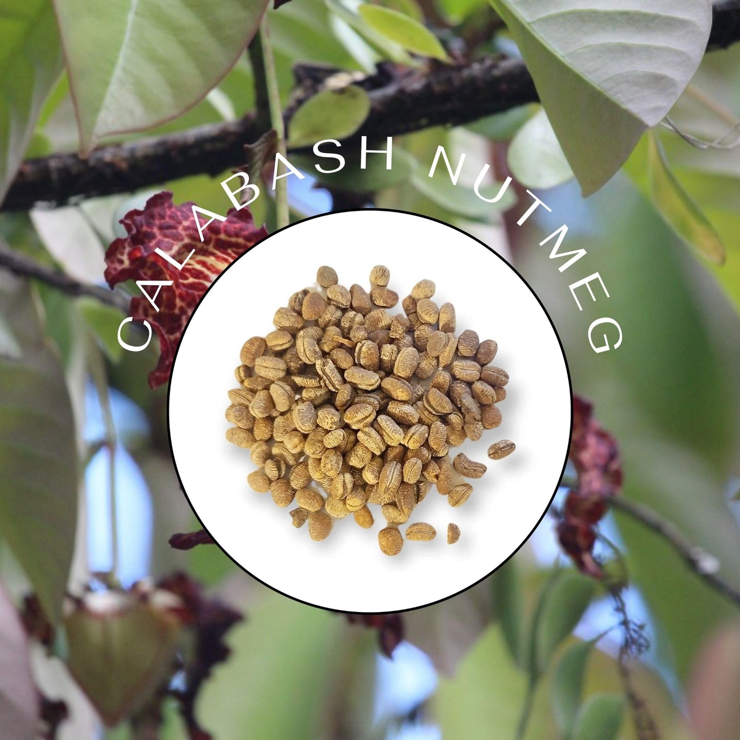 Spicy Yum! African Calabash Nutmeg (Ehuru, Efuru, Awiro) (Whole (Dehulled) - 2 Oz.)