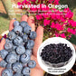 Premium Big Dried Blueberries No Sugar Added 3 Oz, 100% Unsweetened, Us-Grown Blueberry No Preservatives, Non-Gmo Healthy Tasty