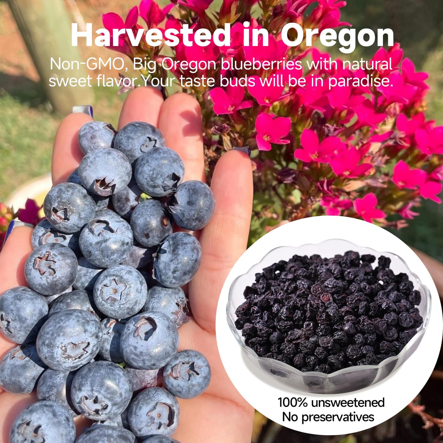 Premium Big Dried Blueberries No Sugar Added 3 Oz, 100% Unsweetened, Us-Grown Blueberry No Preservatives, Non-Gmo Healthy Tasty