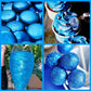 Vividye Edible Glitter Luster Dust Powder 30g - Food Grade Shimmer for Baking, Drinks, Cake Decoration - Blue
